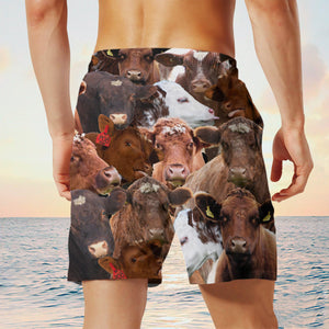 Shorthorn Herd Shorts