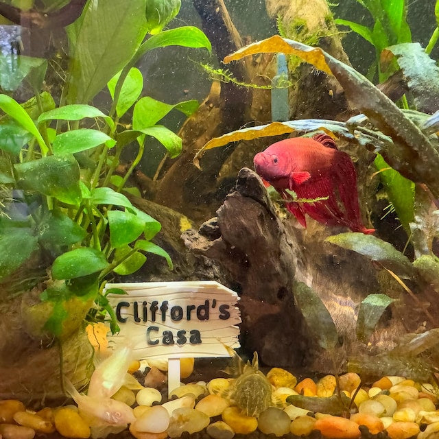 Personalized Plastic Forest Sign for Fishtanks, Aquariums