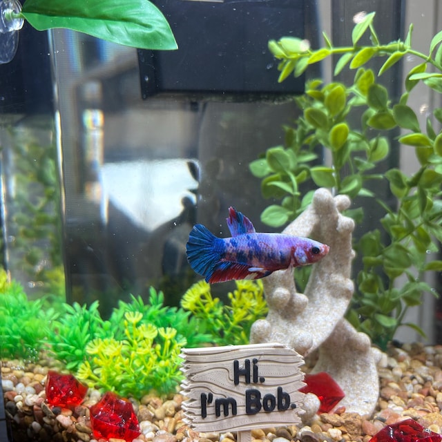 Personalized Plastic Forest Sign for Fishtanks, Aquariums